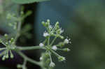 American spikenard